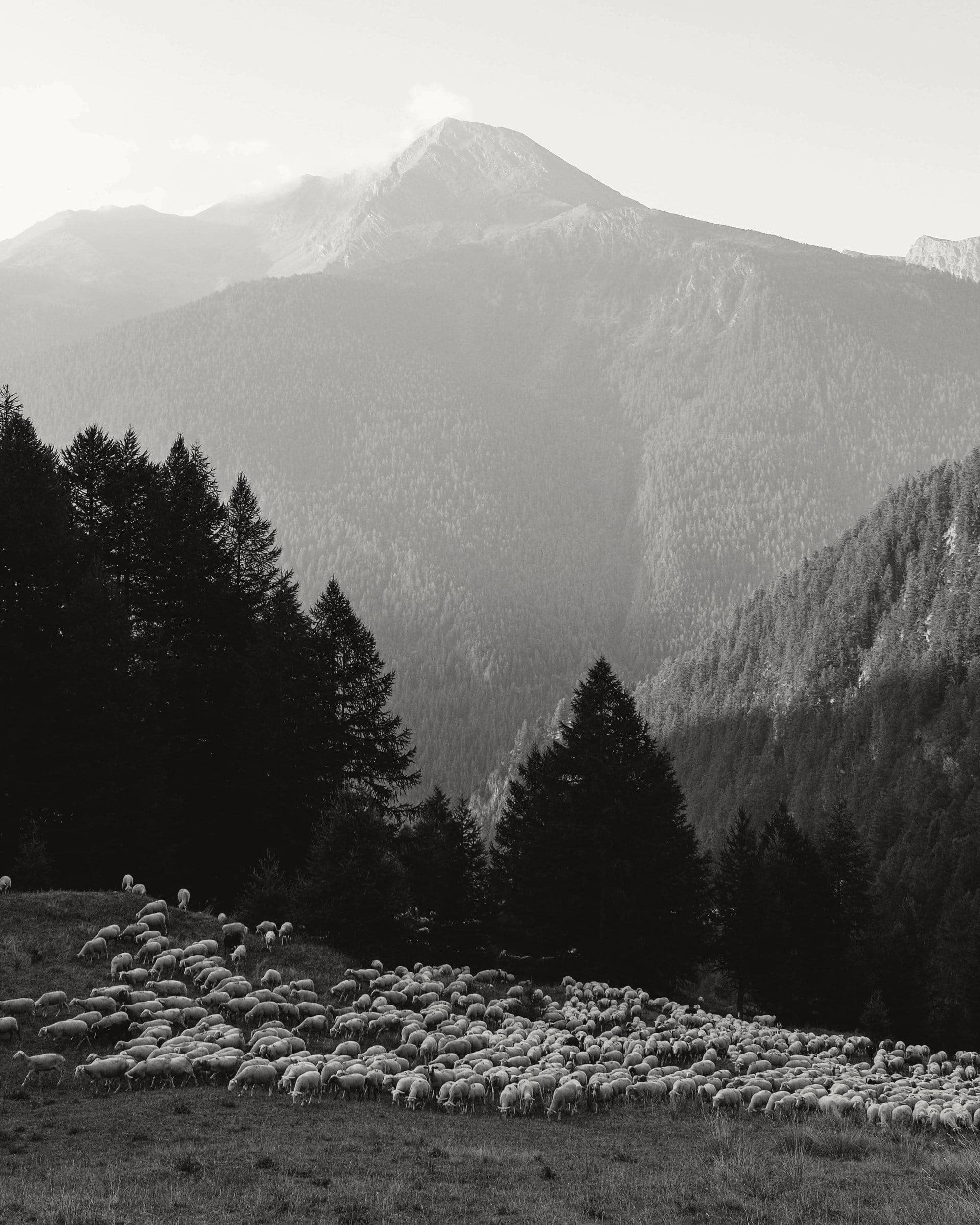 A large flock of sheep grazing on a slope below a forested mountain
