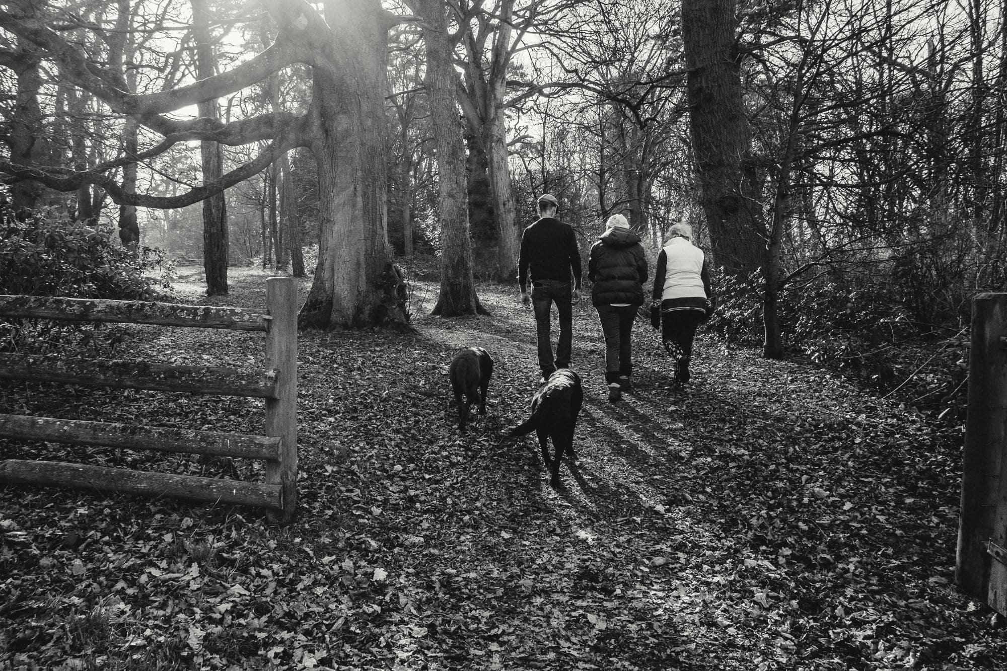 Three people walking dogs together through winter woods