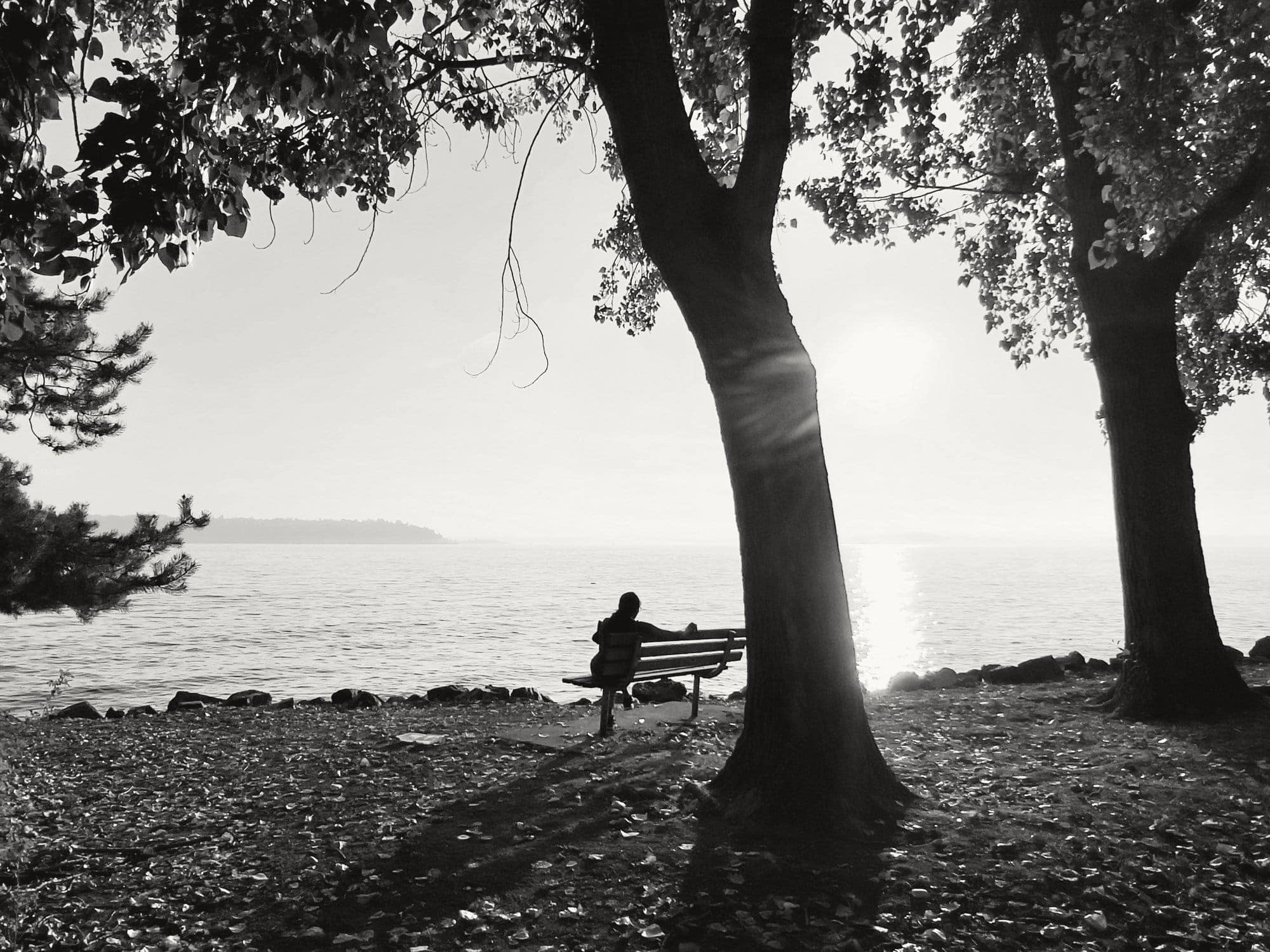 A figure on a bench under the trees, looking out over a lake